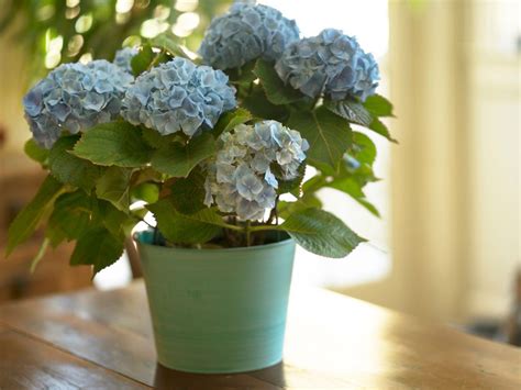 watering hydrangeas indoors